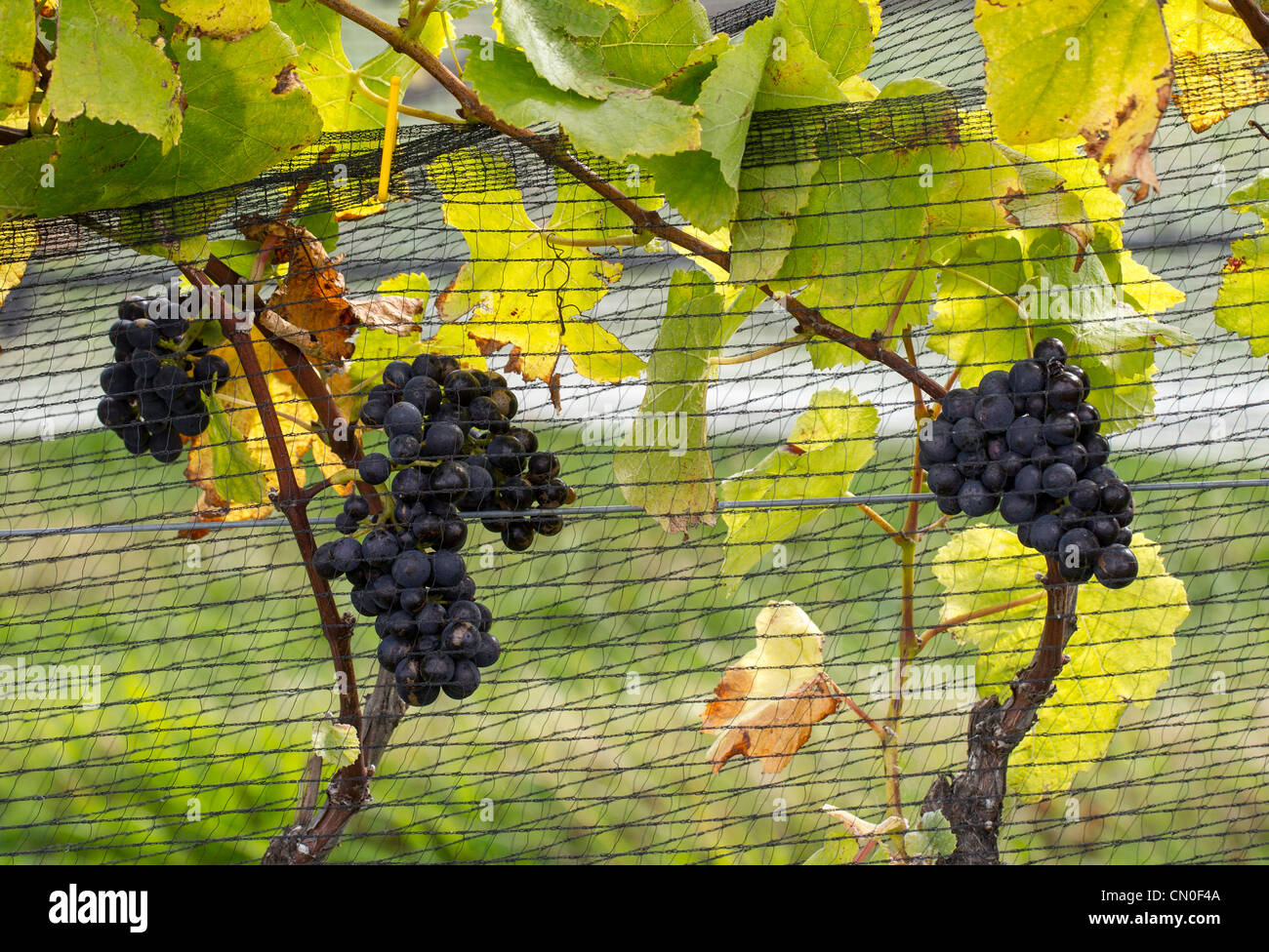 Pinot noir peu avant la récolte dans le district de Marlborough de Nouvelle-Zélande, d'un filet pour empêcher les oiseaux. Banque D'Images