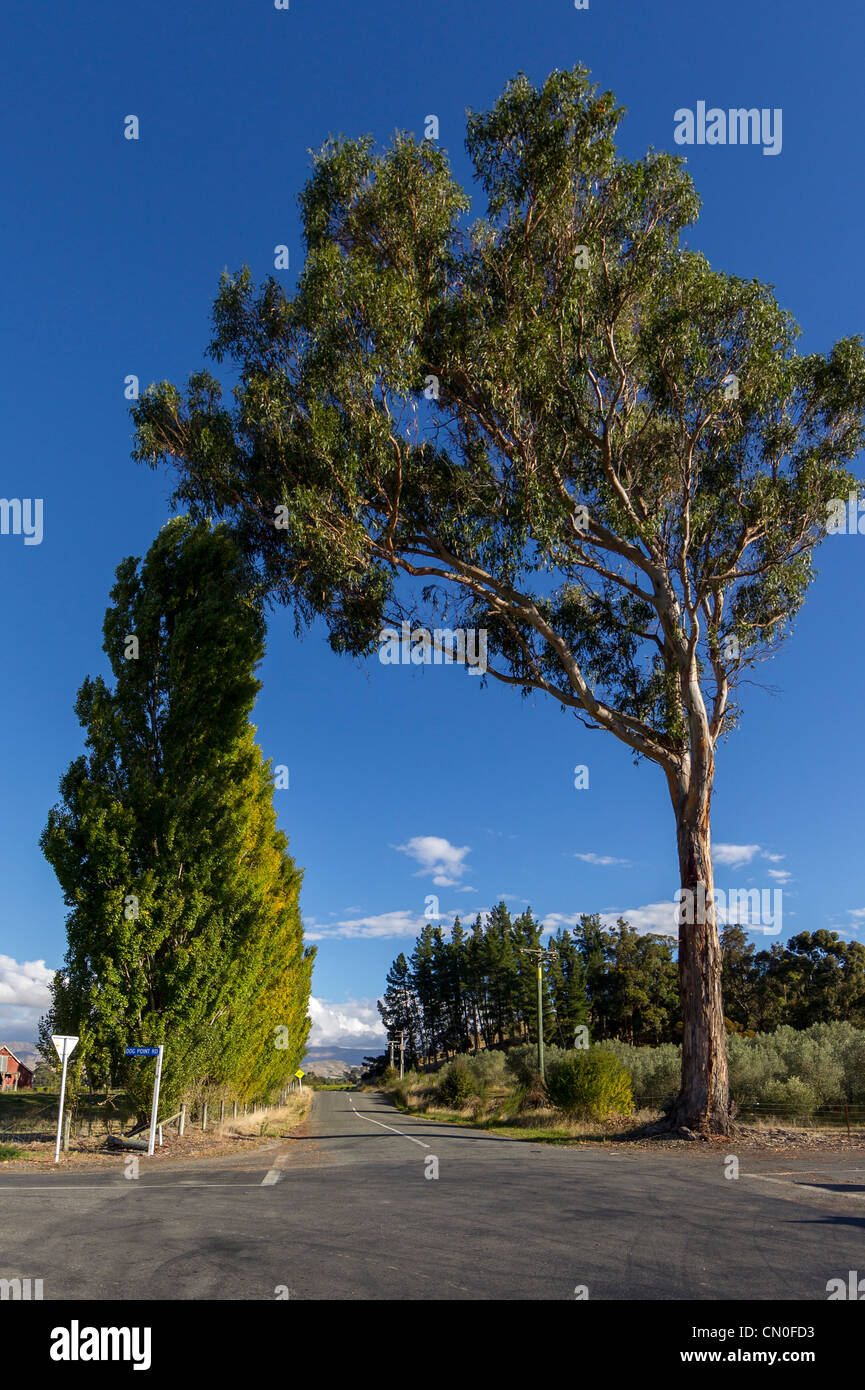 Haie de peupliers et gum tree contre un ciel bleu clair puis dans le district de Marlborough de Nouvelle-Zélande Banque D'Images