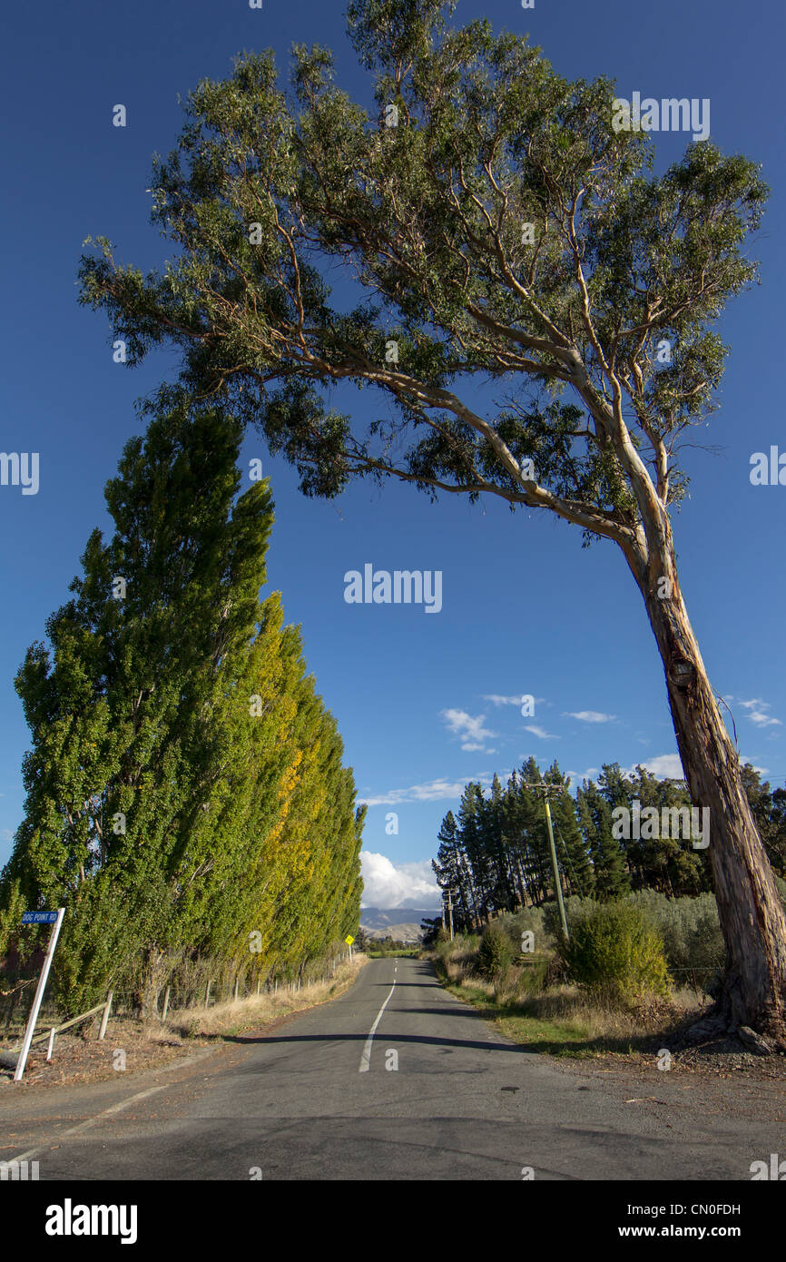 Haie de peupliers et gum tree contre un ciel bleu clair puis dans le district de Marlborough de Nouvelle-Zélande Banque D'Images