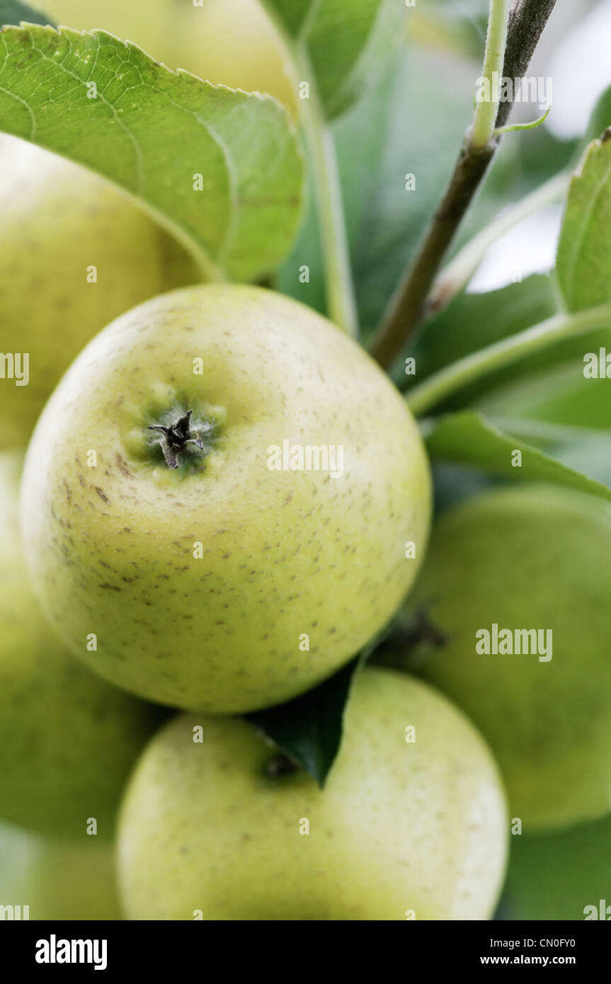 Malus domestica 'ananas' Pitmaston, Apple Banque D'Images