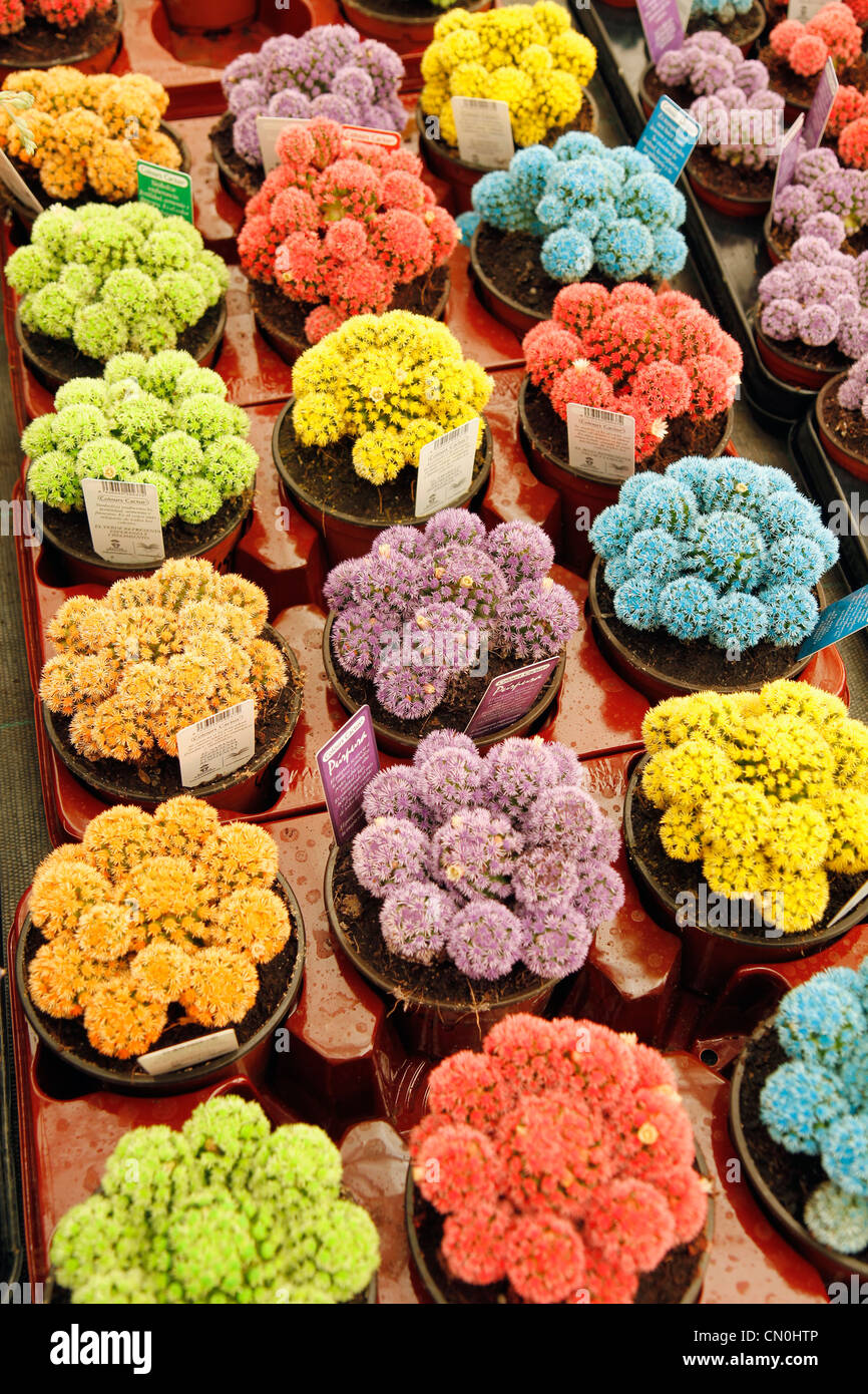 Cactus de couleur dans un centre jardin. Cambrils, Tarragone, Catalogne,  Espagne Photo Stock - Alamy