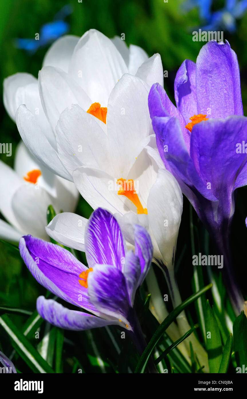 Blanc et violet printemps fleurs crocus (Crocus vernus) fleurissent dans le jardin de roses à Berne, Suisse. Banque D'Images