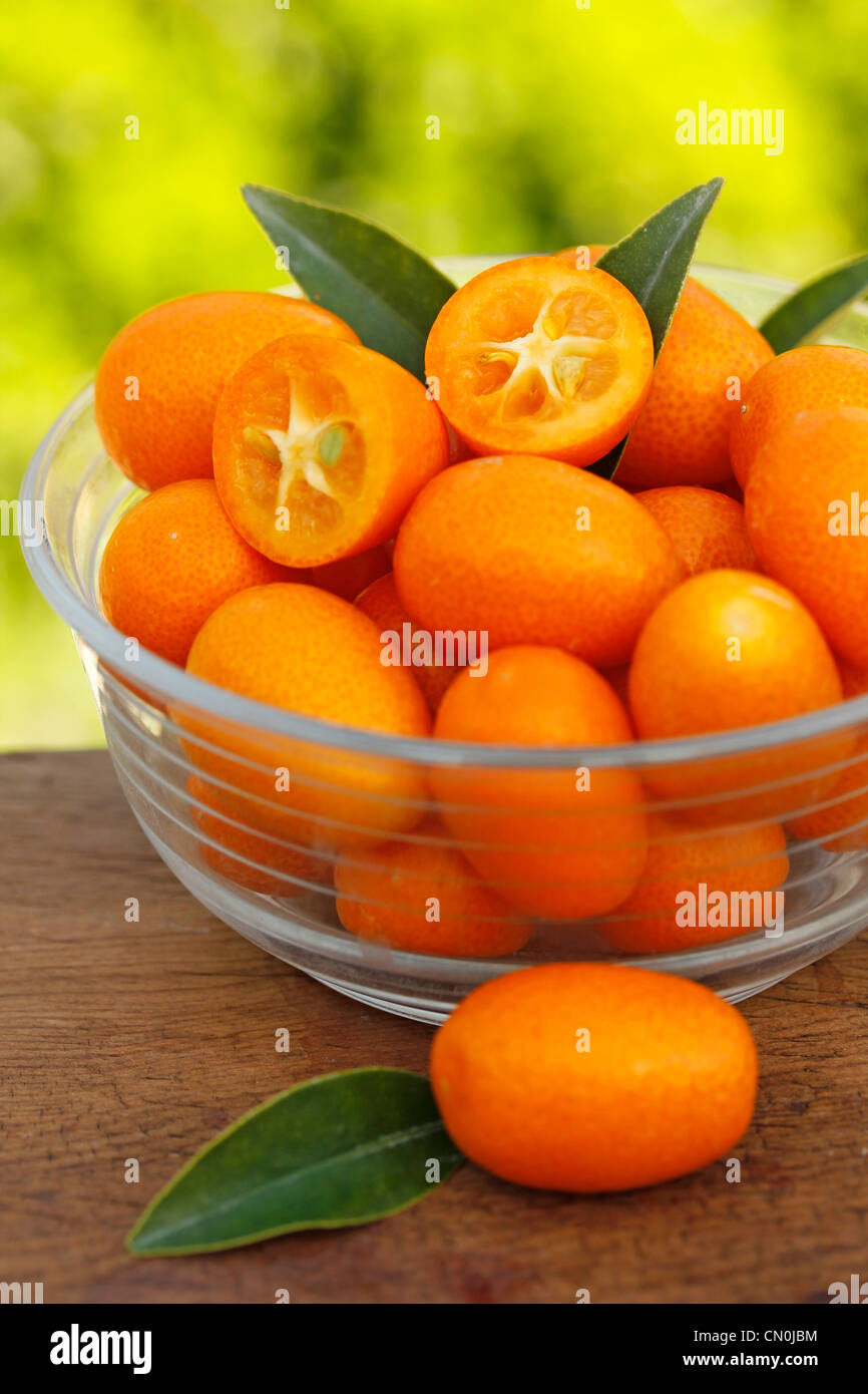 Le kumquat Fortunella japonica Banque D'Images