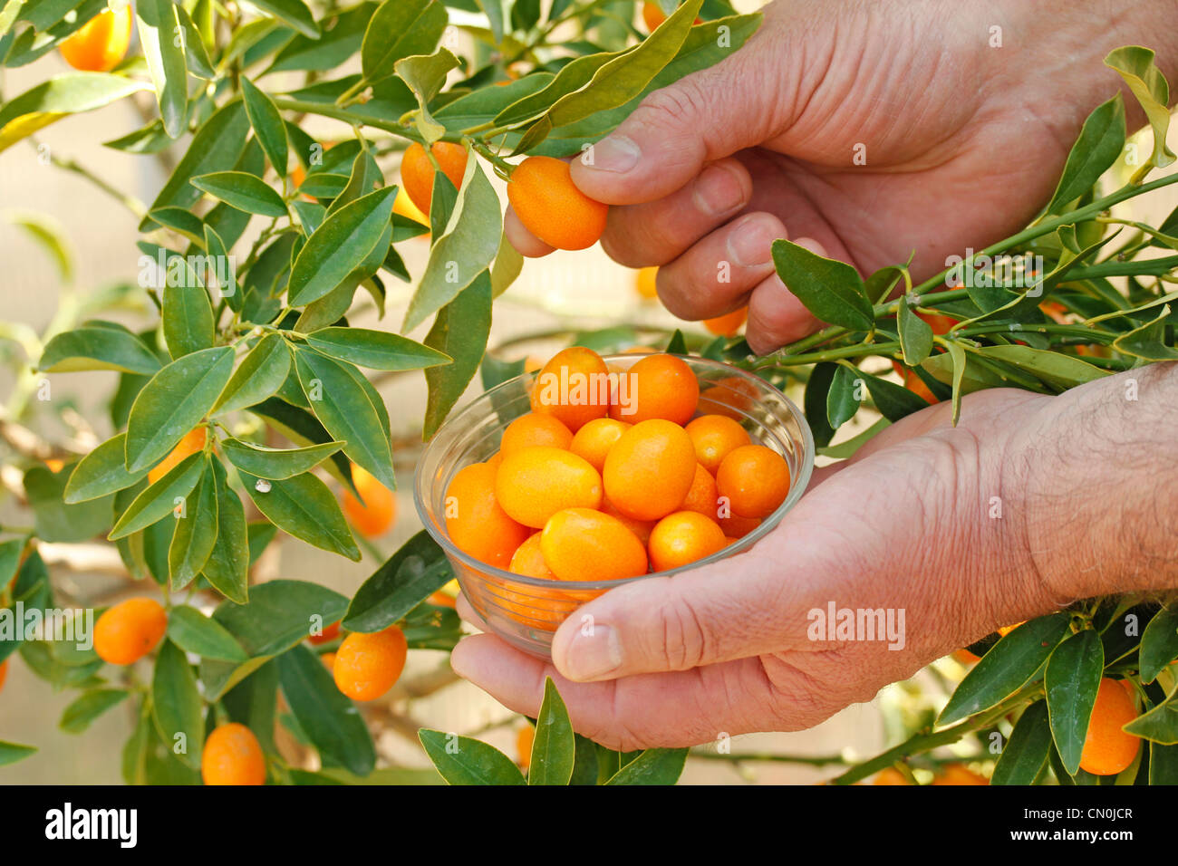 Le kumquat Fortunella japonica Banque D'Images