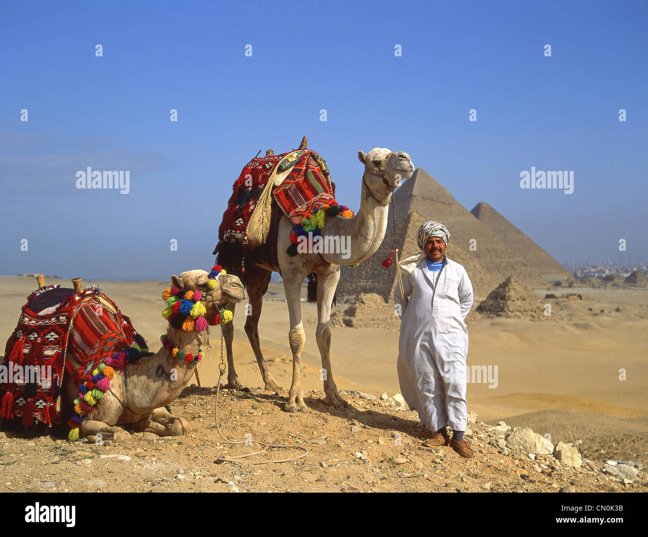 Chamelier avec des chameaux, les grandes pyramides de Gizeh, gouvernorat de Guizeh, République de l'Égypte Banque D'Images