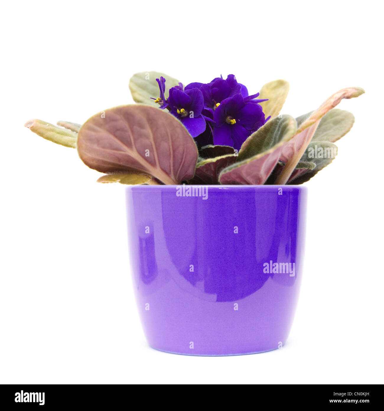 African violet violet foncé avec ; lilas pot ; isolated on white Banque D'Images