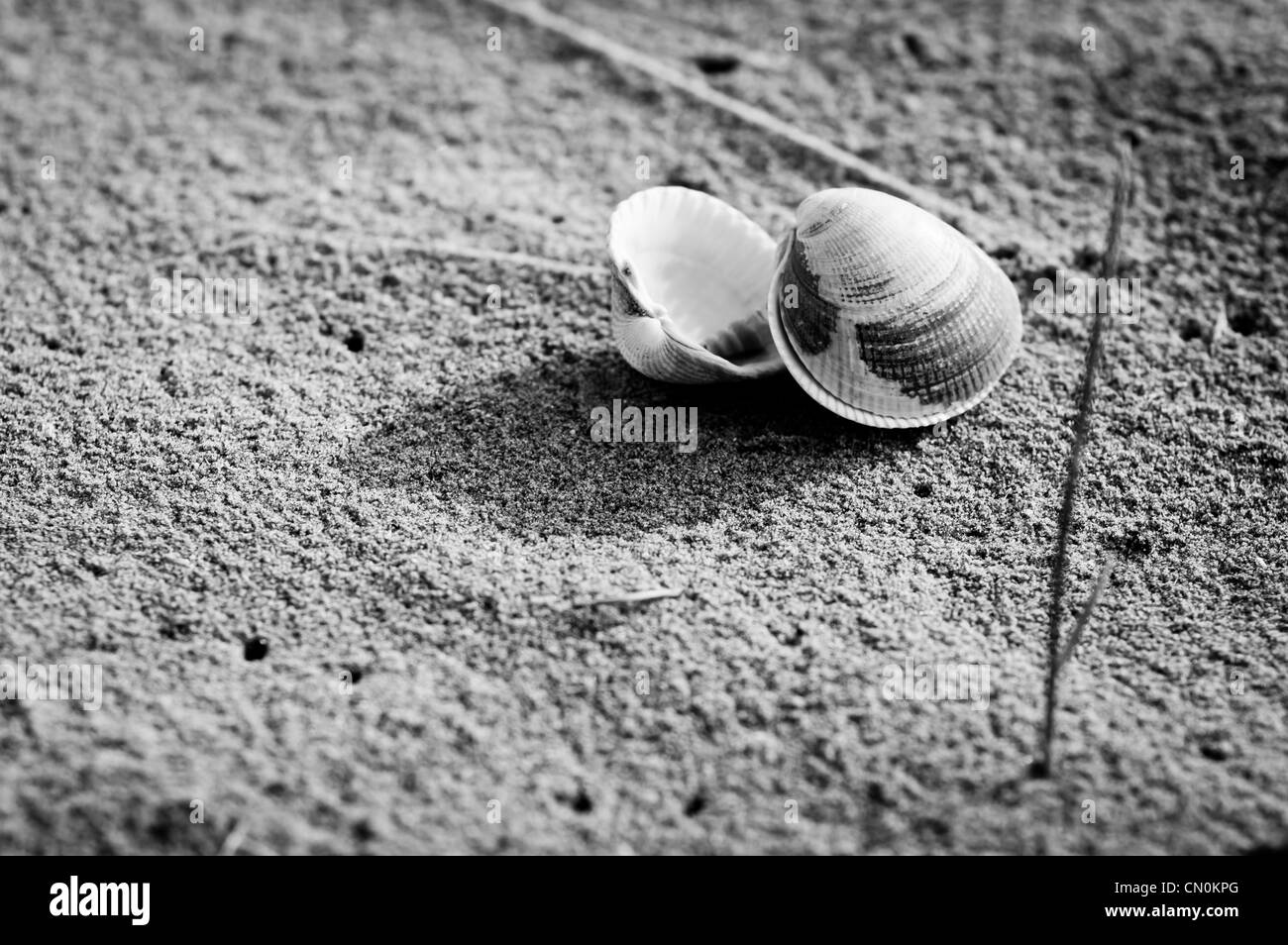 Deux coquilles, reposant sur une plage de sable fin avec un seul brin d'herbe. Banque D'Images