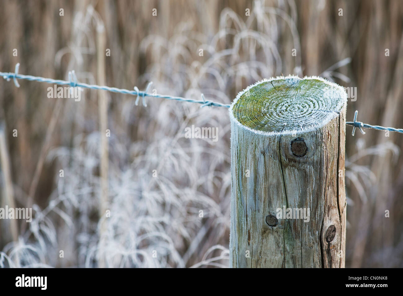 Frosty barbelés et Piquet dans la campagne anglaise. Shallow DOF Banque D'Images