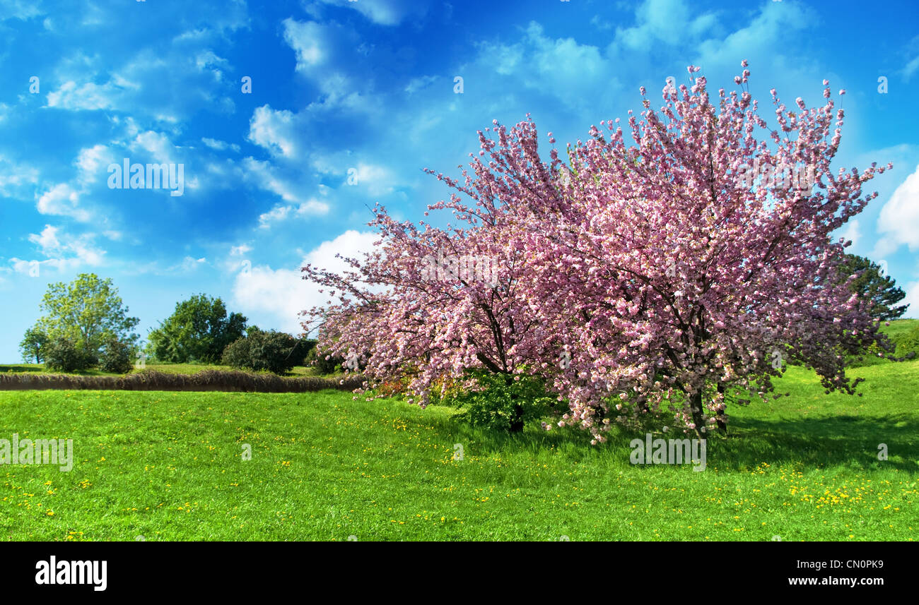 Arbre de lilas Banque D'Images