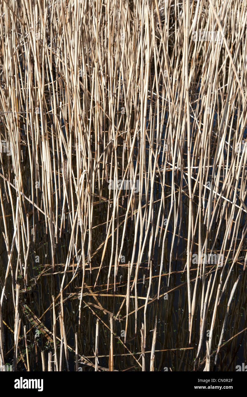 Close up de tiges de roseaux dans l'eau. Motifs de roseaux dans la lumière du soleil sur l'eau de couleur noire Banque D'Images