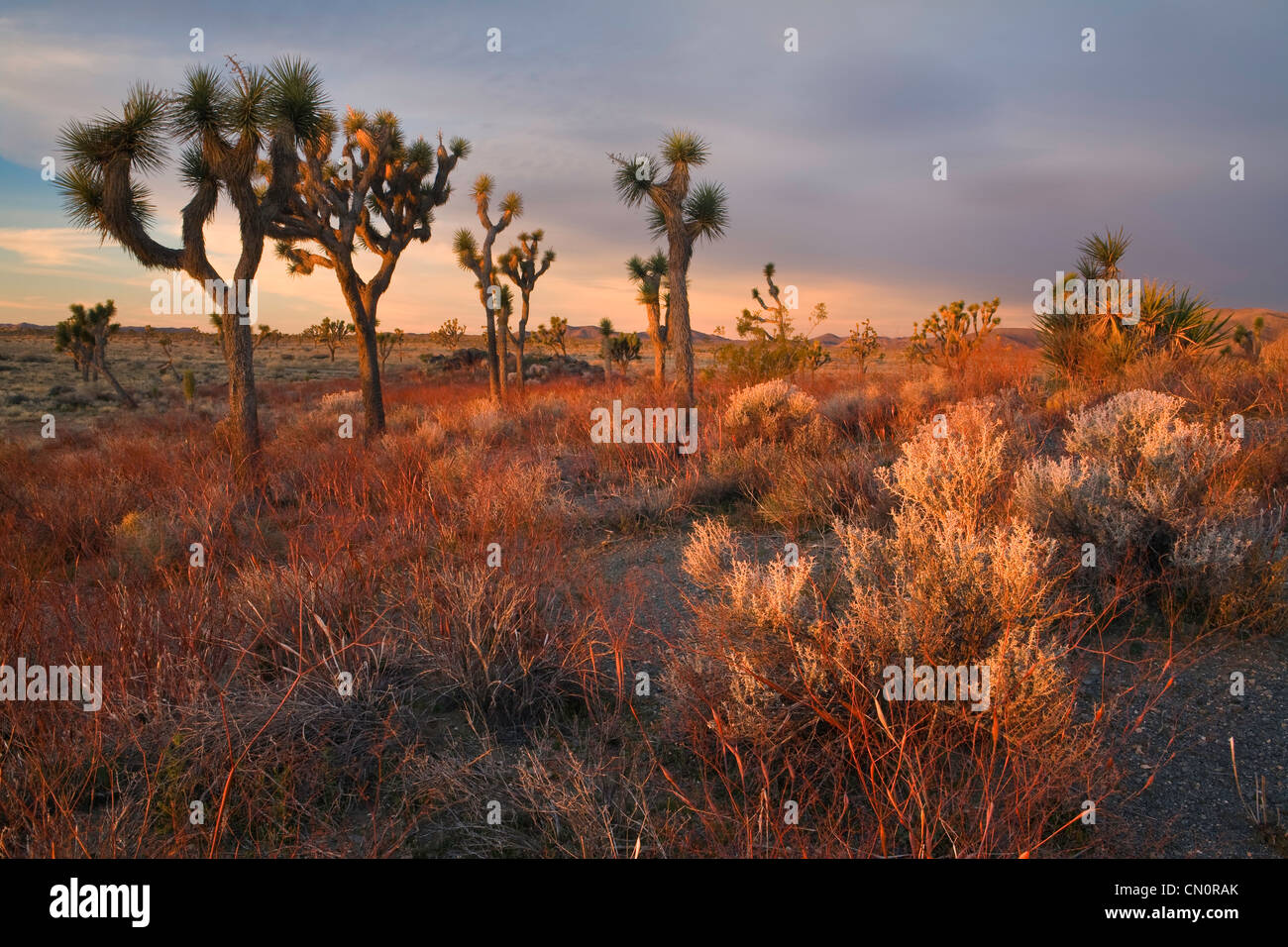 Lever du soleil dans le parc national Joshua Tree, California, USA. Banque D'Images