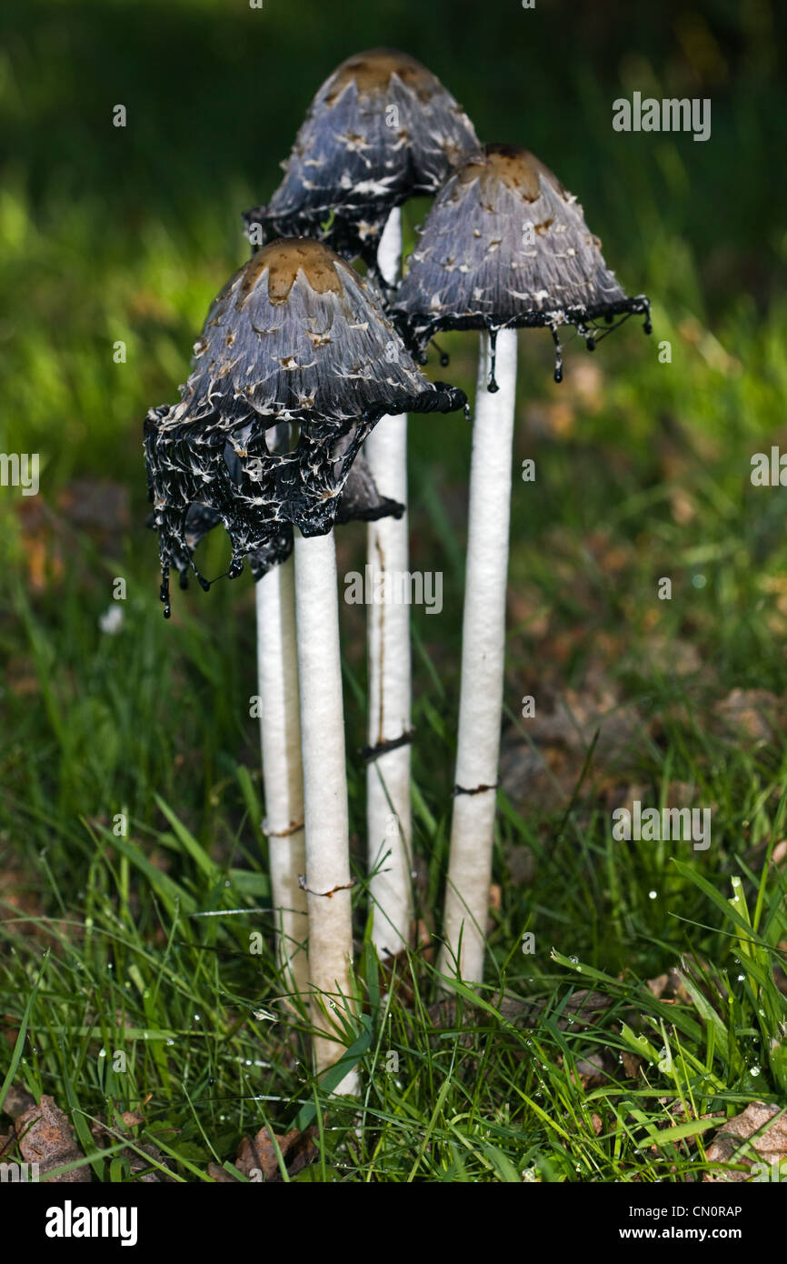 Coprinus comatus, le Cap d'encre hirsute, également connu sous le nom de l'avocat perruque ou Shaggy Mane, à la fin de l'automne, transforme en un inky mes Banque D'Images