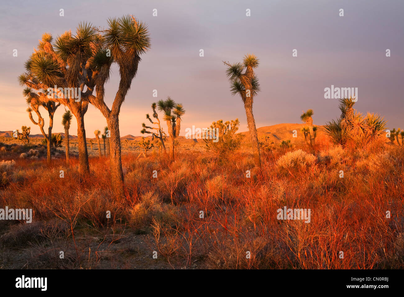 Lever du soleil dans le parc national Joshua Tree, California, USA. Banque D'Images