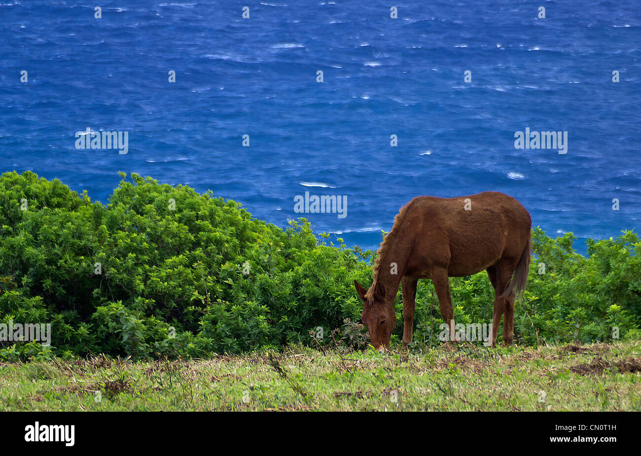 La Vallée de Pololu cheval, Big Island, Hawaii Banque D'Images