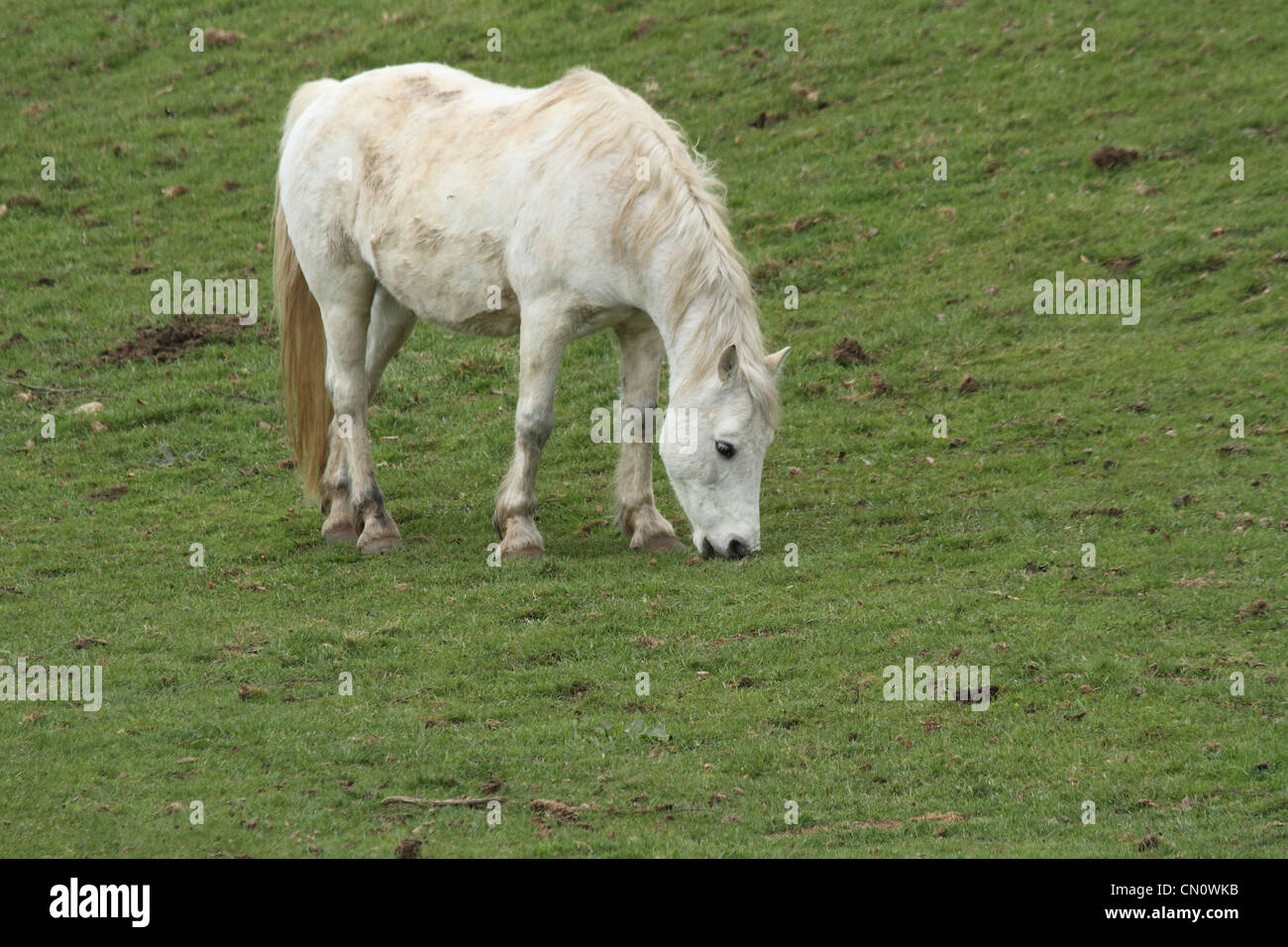 Cheval blanc sur l'herbe avec ciel bleu Banque D'Images