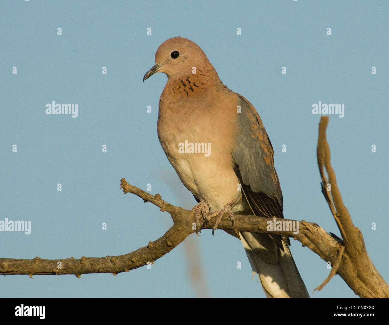 Laughing dove perché sur limb Banque D'Images