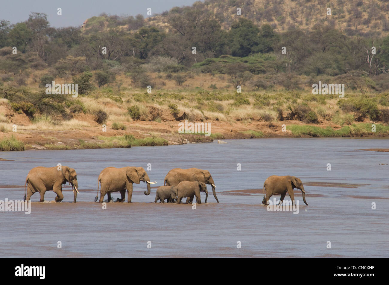 Les éléphants traversant Uaso Nyiro (Loxodonta africana) Banque D'Images