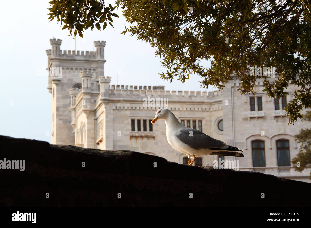 Une mouette en avant du Château de Miramare à Trieste Italie Banque D'Images