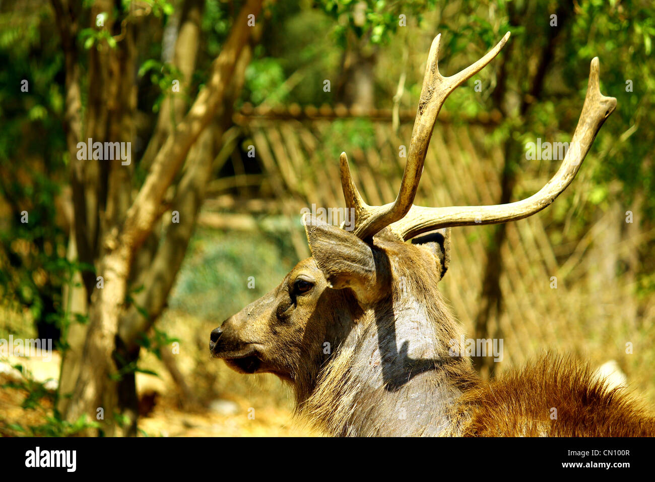 Cerfs Sambar, Inde Banque D'Images