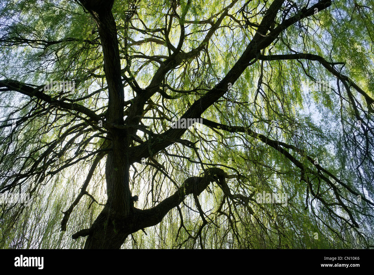 Silhouette de saule pleureur arbre branches au printemps à Leavesden Abbots Langley Park Herts UL Banque D'Images
