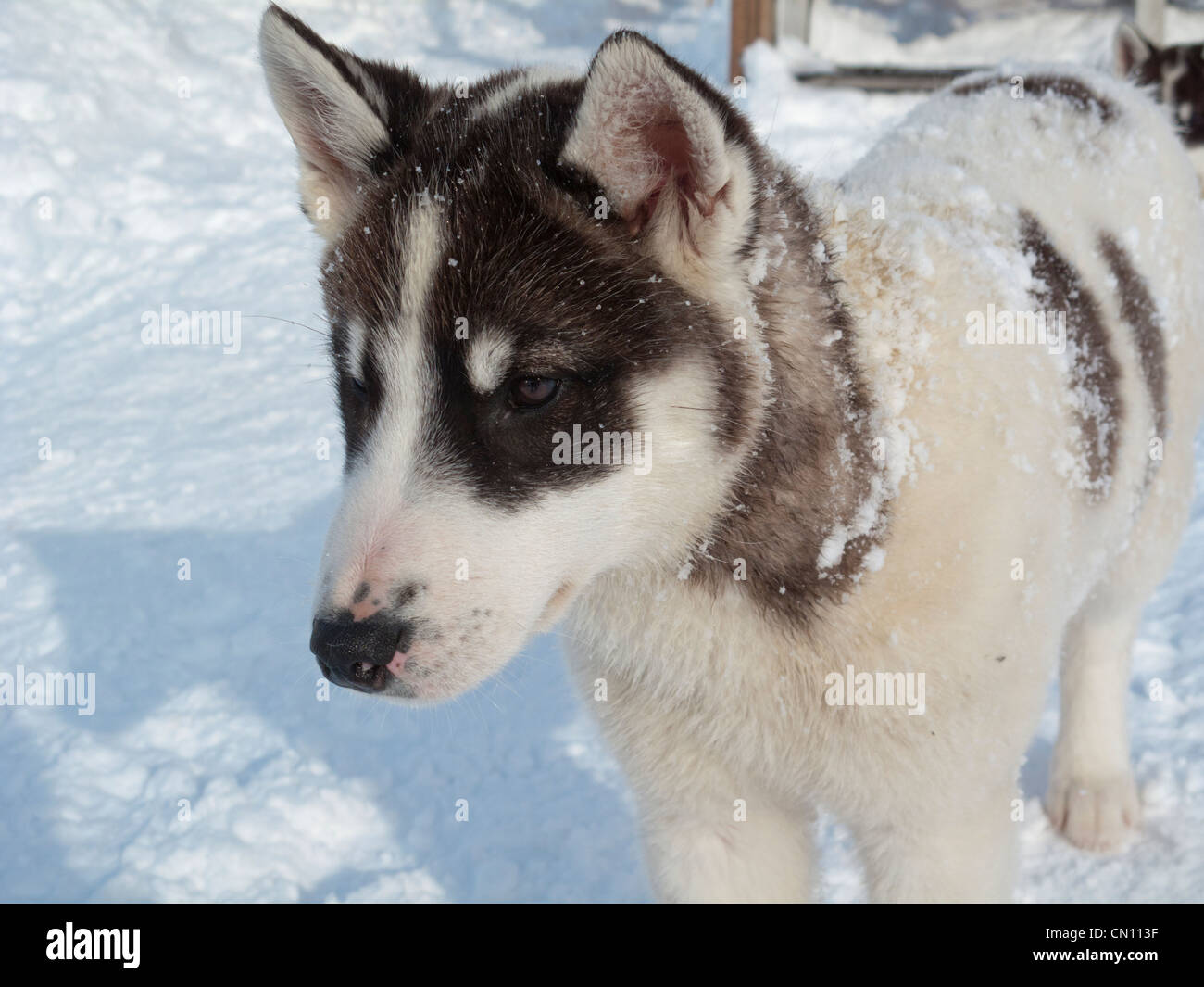 Portrait de Husky - Groenland Banque D'Images