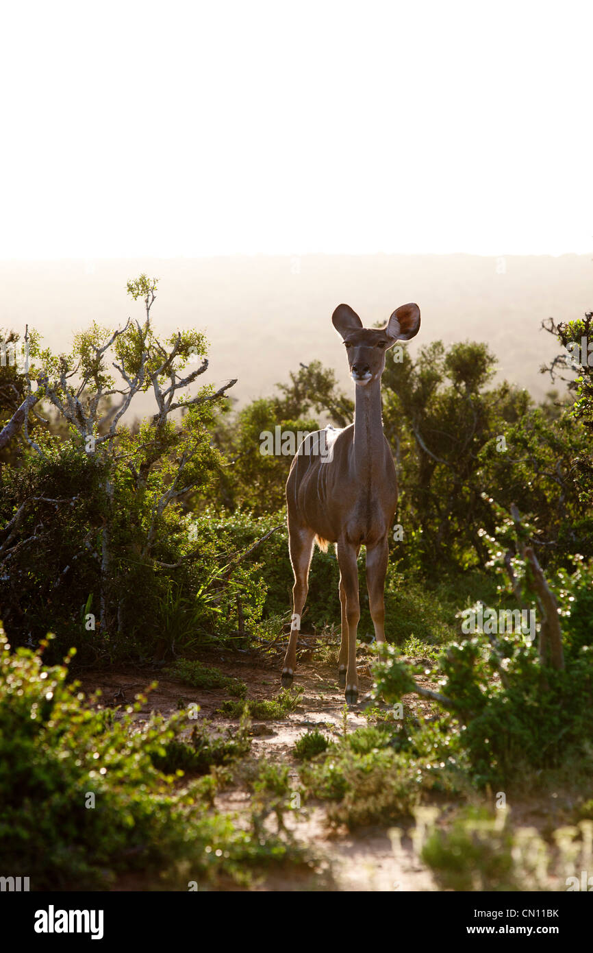 Un Bush buck à Addo Elephant Park, Eastern Cape, Afrique du Sud Banque D'Images