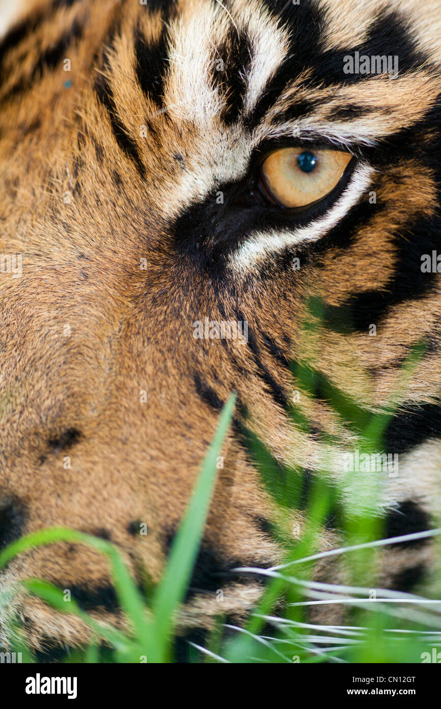 - Tigre du Bengale Panthera tigris - eye close up portrait Banque D'Images