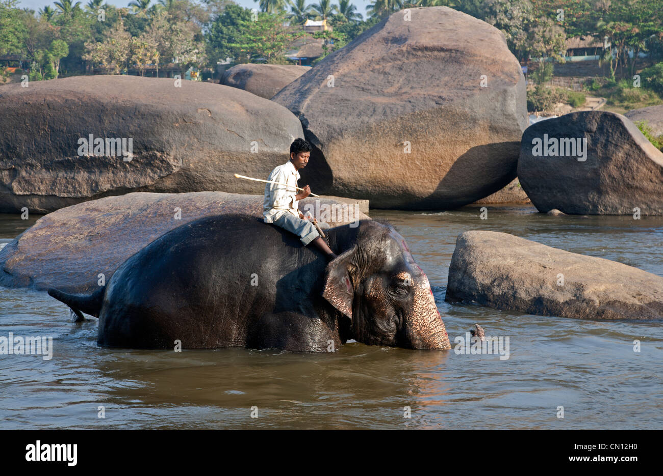 Elephant baignade dans la rivière Tungabhadra. Hampi. Karnataka. L'Inde Banque D'Images