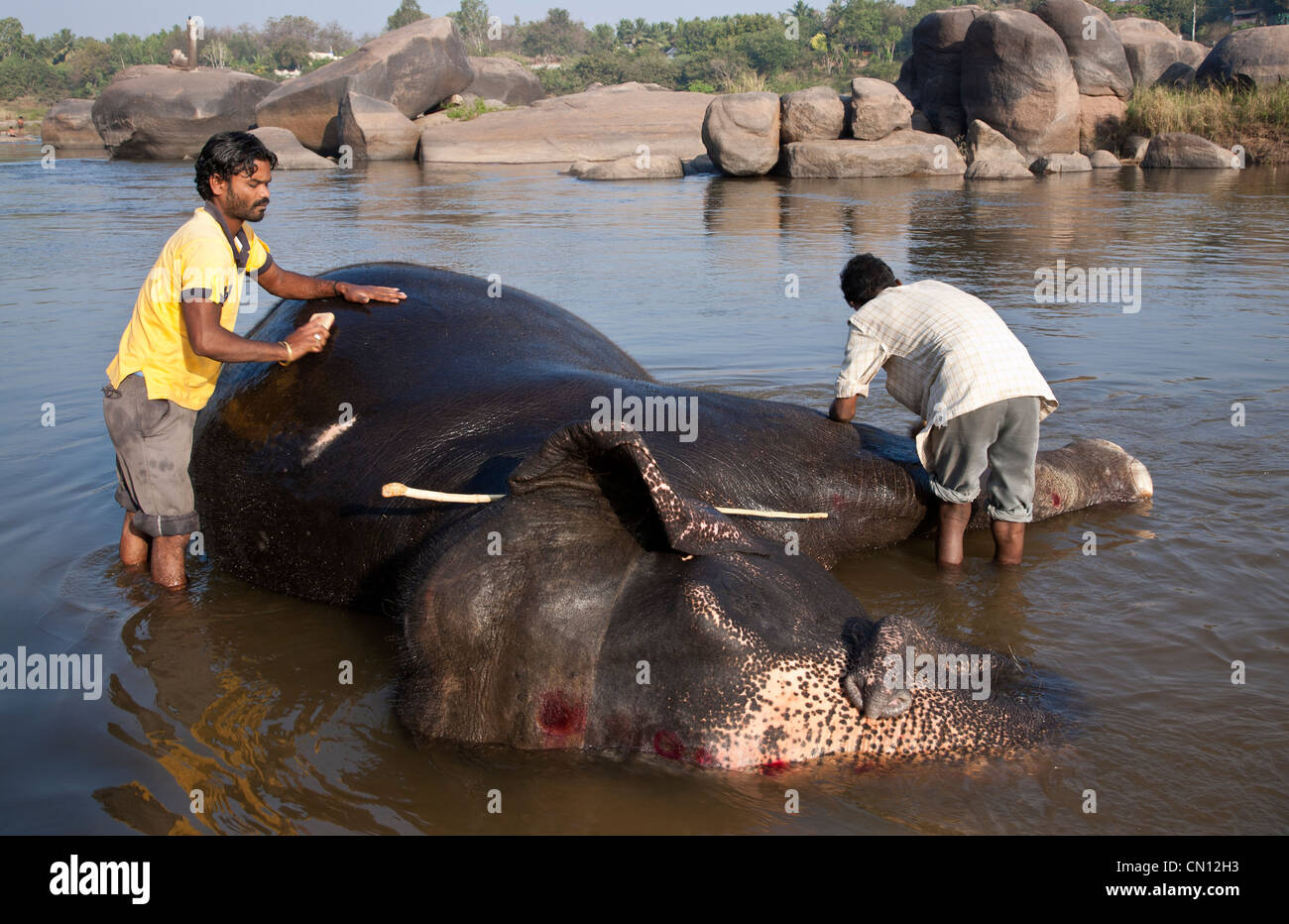 Cornacs(elephant keepers) laver un éléphant. Tungabhadra river. Hampi. Karnataka. L'Inde Banque D'Images