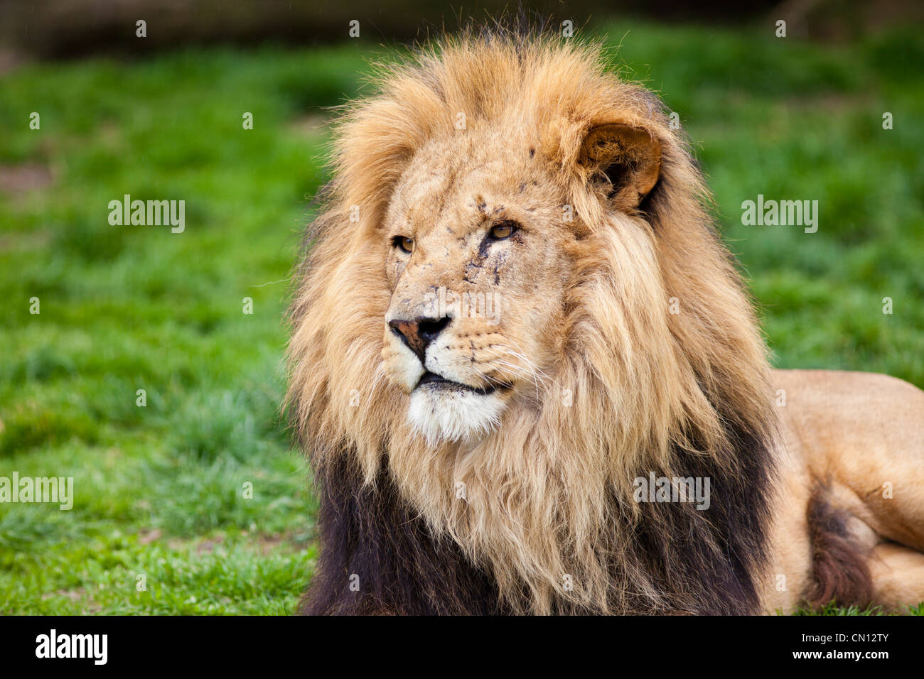 L'African Lion - Panthera leo Banque D'Images