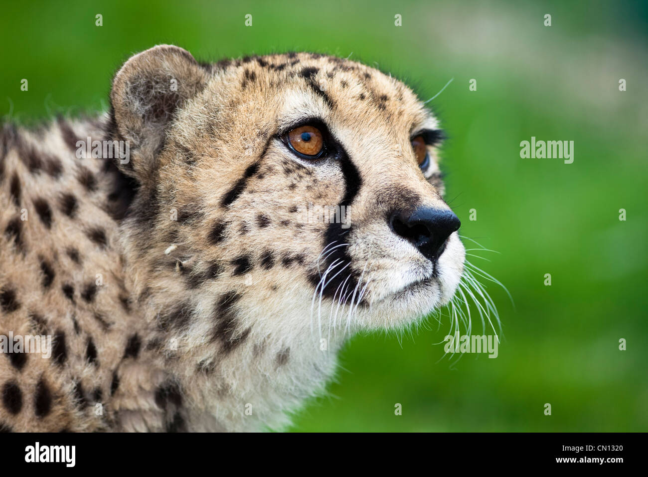 Le guépard - Acinonyx jubatus Banque D'Images Le guépard - Acinonyx jubatus Banque D'Images