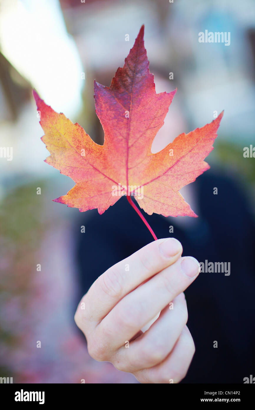 Main tenant feuille d'érable en automne, Canada Banque D'Images
