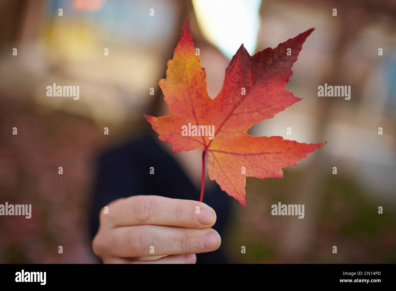 Main tenant feuille d'érable en automne, Canada Banque D'Images