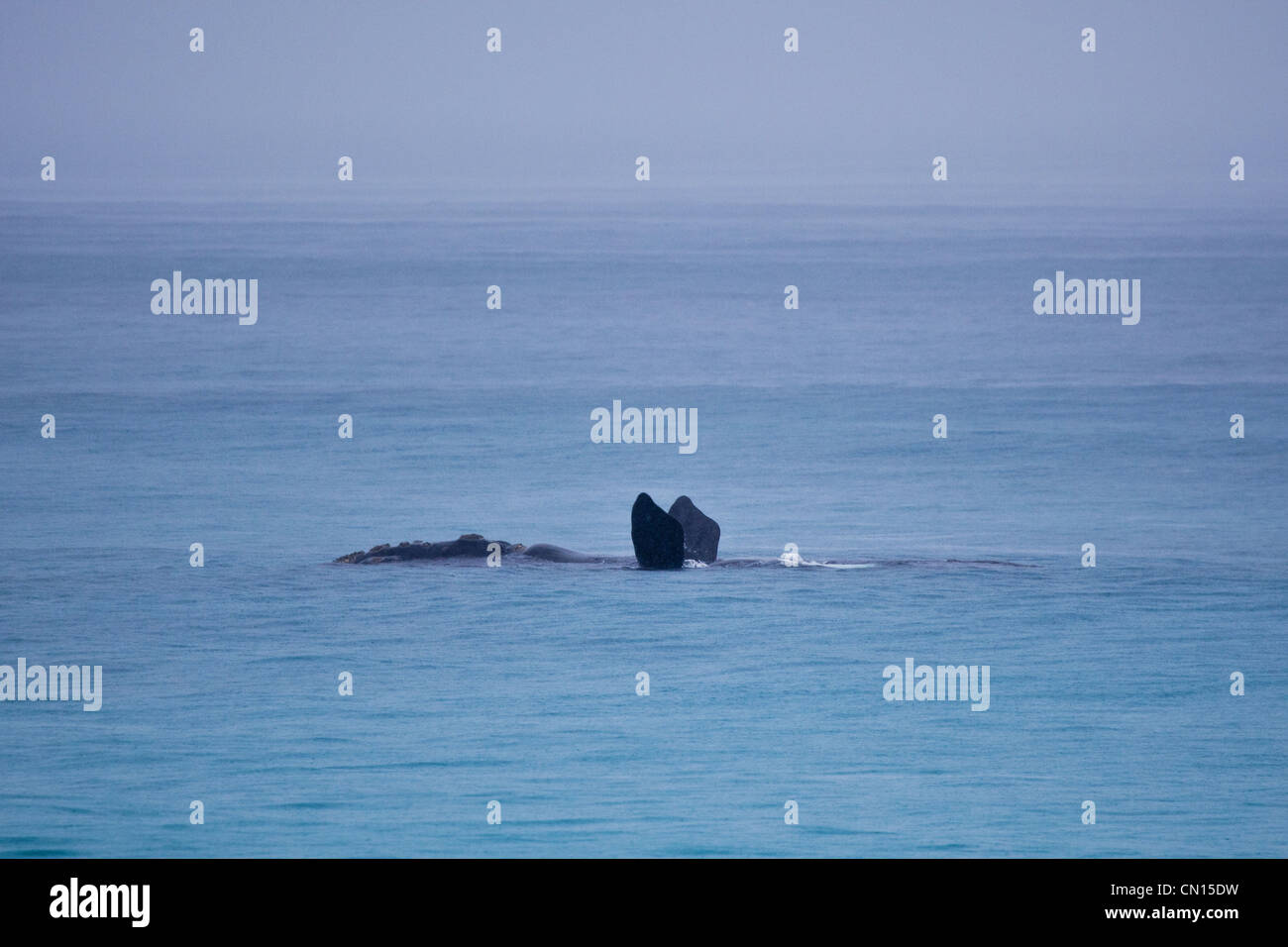 Baleine franche australe. Sleaford Bay. L'Australie du Sud. Banque D'Images
