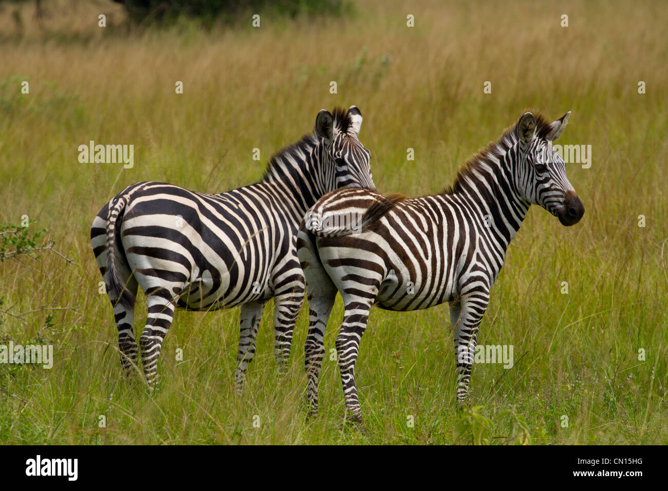 Burchell Equus zebra (aka / quagga Equus burchelli) Banque D'Images