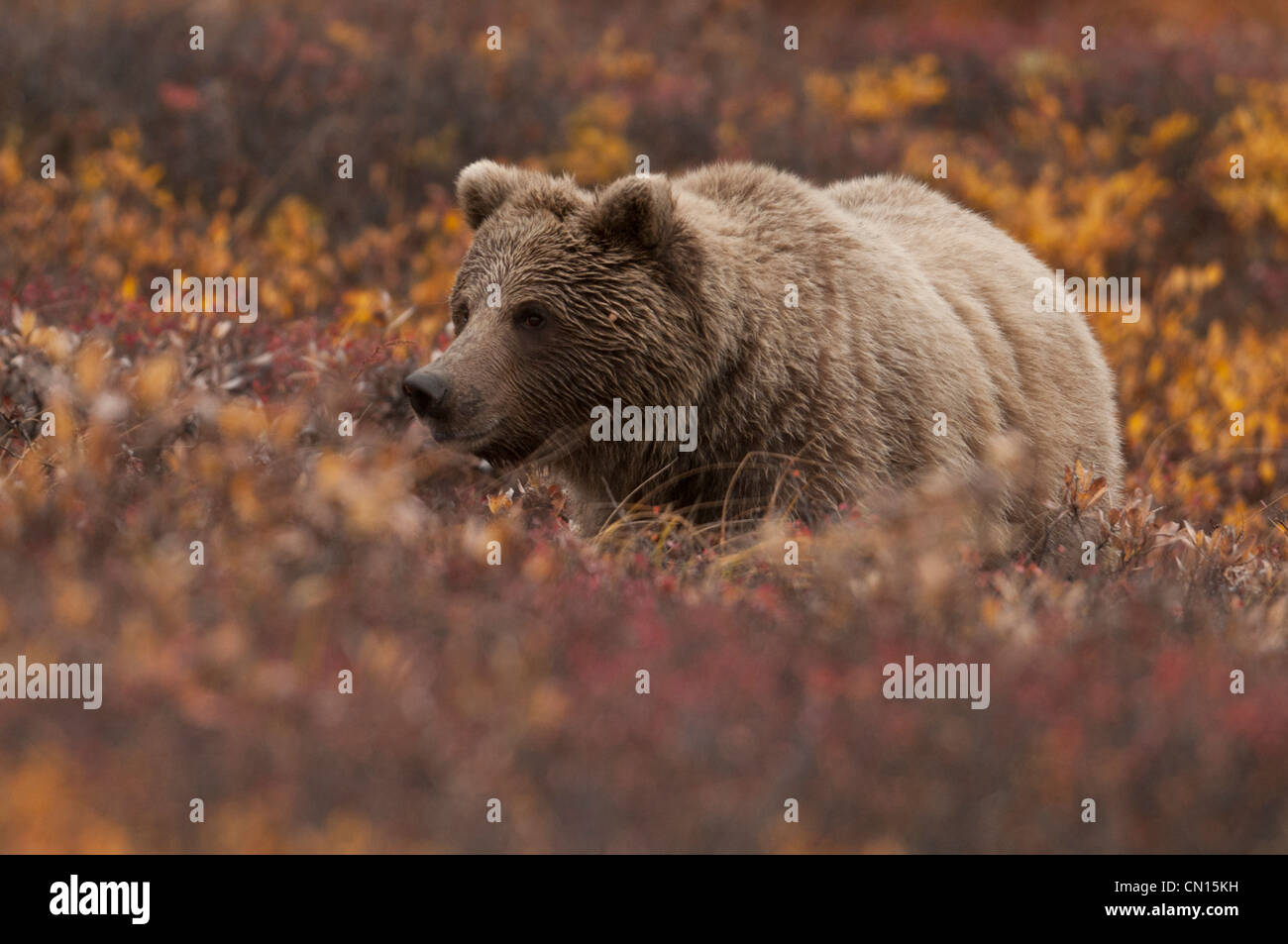 Cub de l'ours grizzli (Ursus arctos) fourrages dans la toundra d'automne du parc national Denali, en Alaska. Banque D'Images