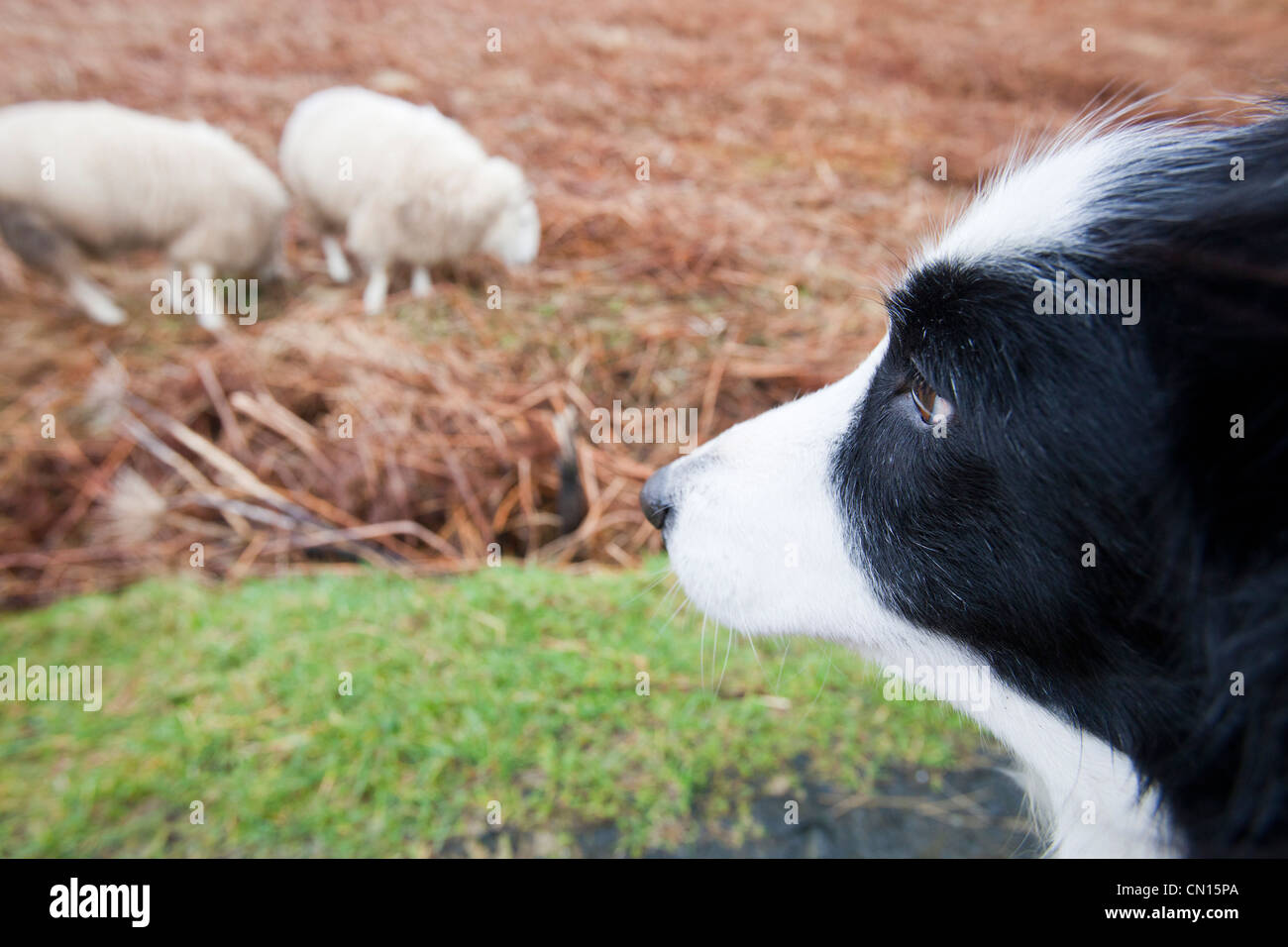 Deux moutons à Portnalong, Isle of Skye, Scotland, UK, d'être surveillés de près par un animal de border collie. Banque D'Images