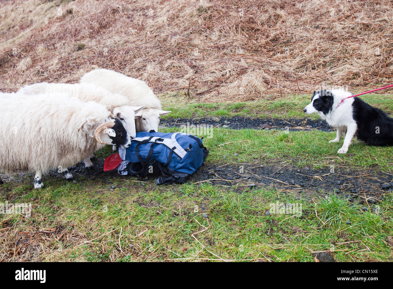Trois moutons à Portnalong, Isle of Skye, Scotland, UK, enquêter sur un sac à dos, d'être surveillés de près par un animal de border collie. Banque D'Images