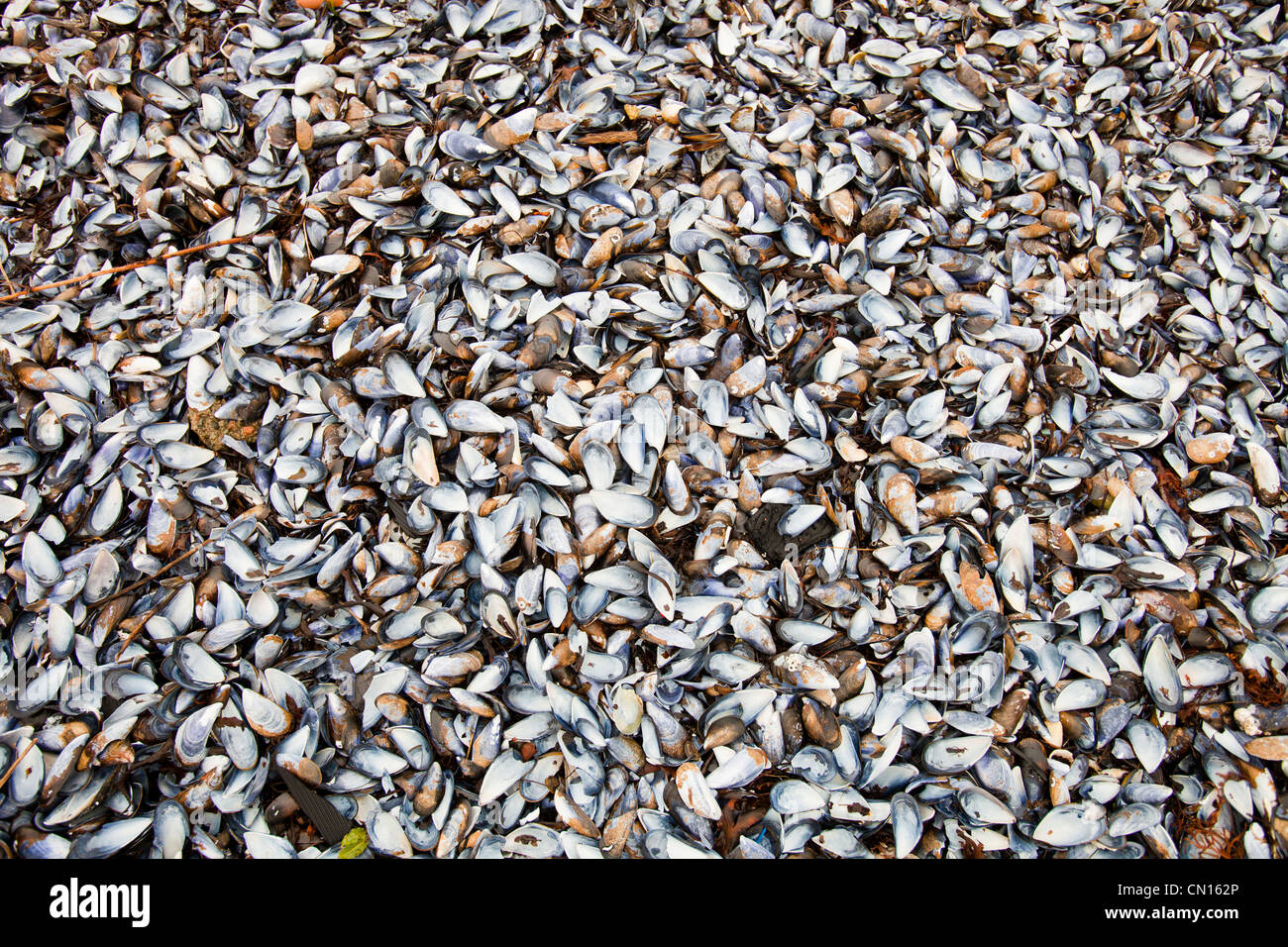 Coquilles de moules sur Portnalong beach, île de Skye, Écosse, Royaume-Uni. Banque D'Images