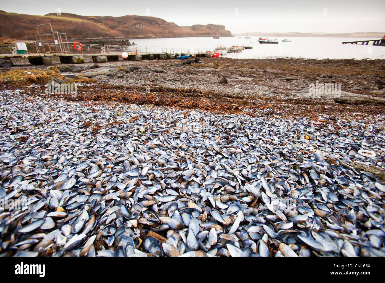 Coquilles de moules sur Portnalong beach, île de Skye, Écosse, Royaume-Uni. Banque D'Images