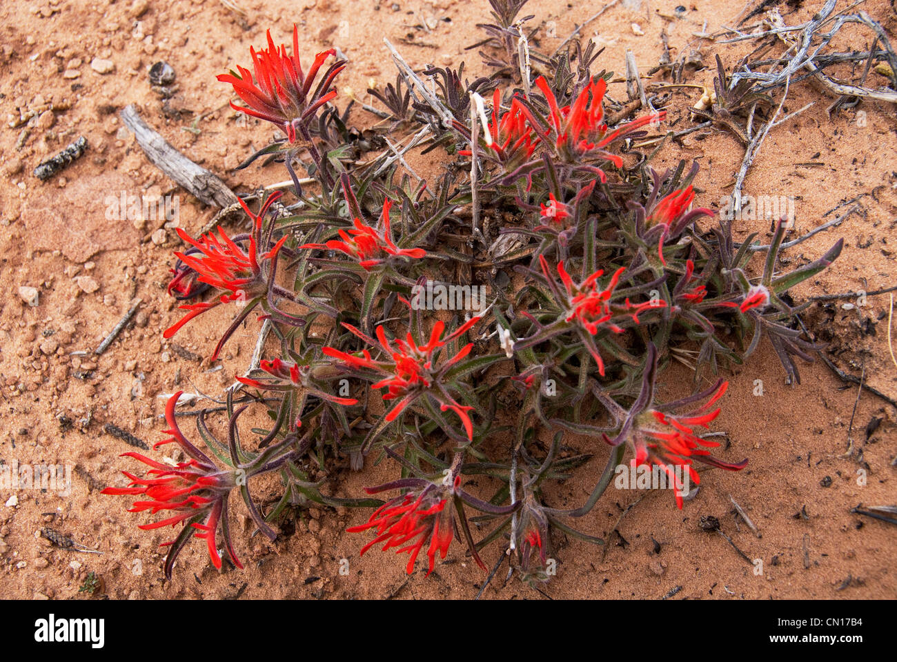 Début de l'indian paintbrush Castilleja chromosa Grand Comté Utah USA Banque D'Images