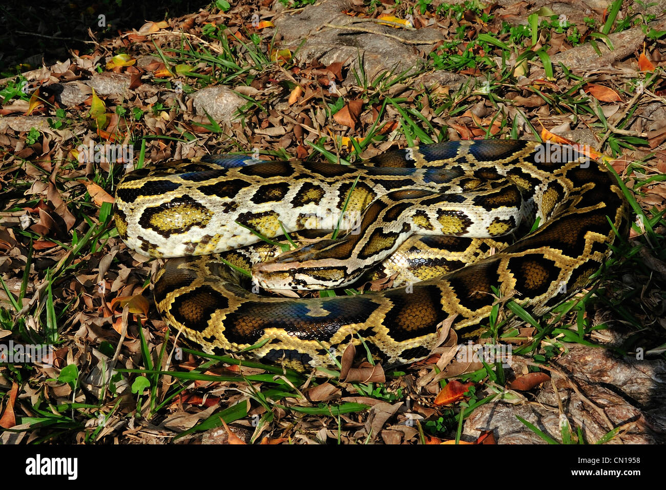 Burmese python, Python molurus bivittatus, Floride Banque D'Images
