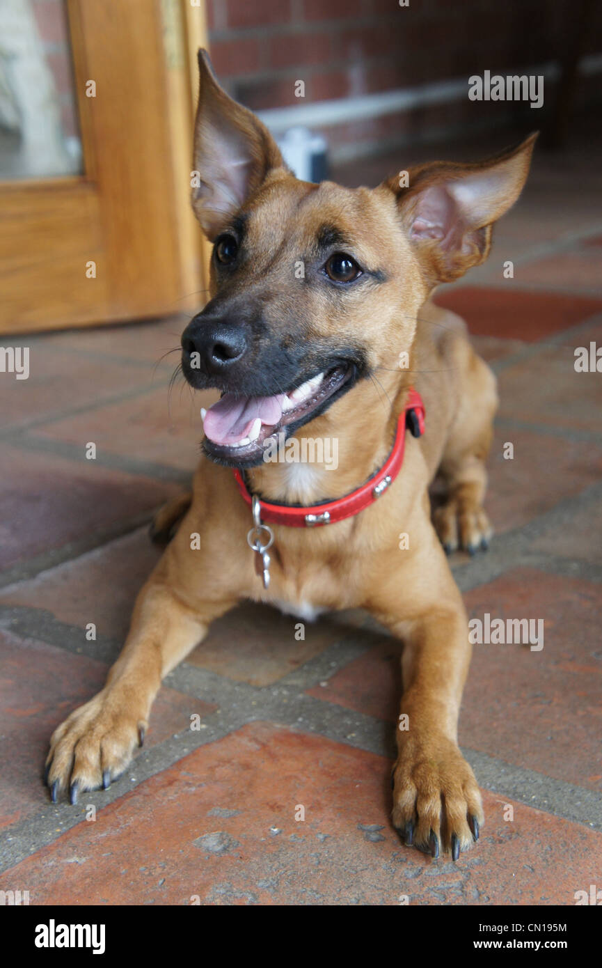 Terrier Chihuahua Mix Banque D Image Et Photos Alamy