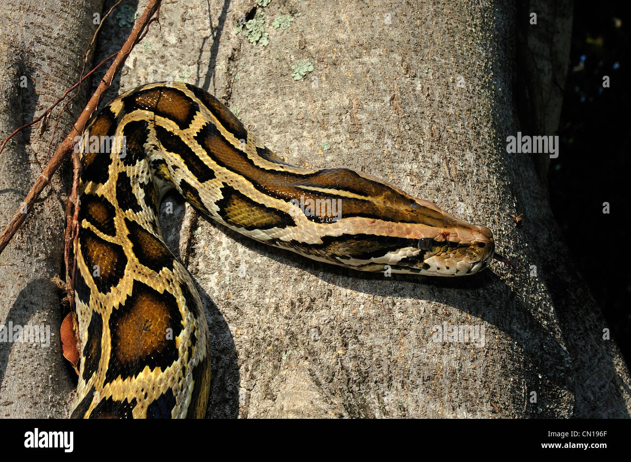Burmese python, Python molurus bivittatus, Floride Banque D'Images