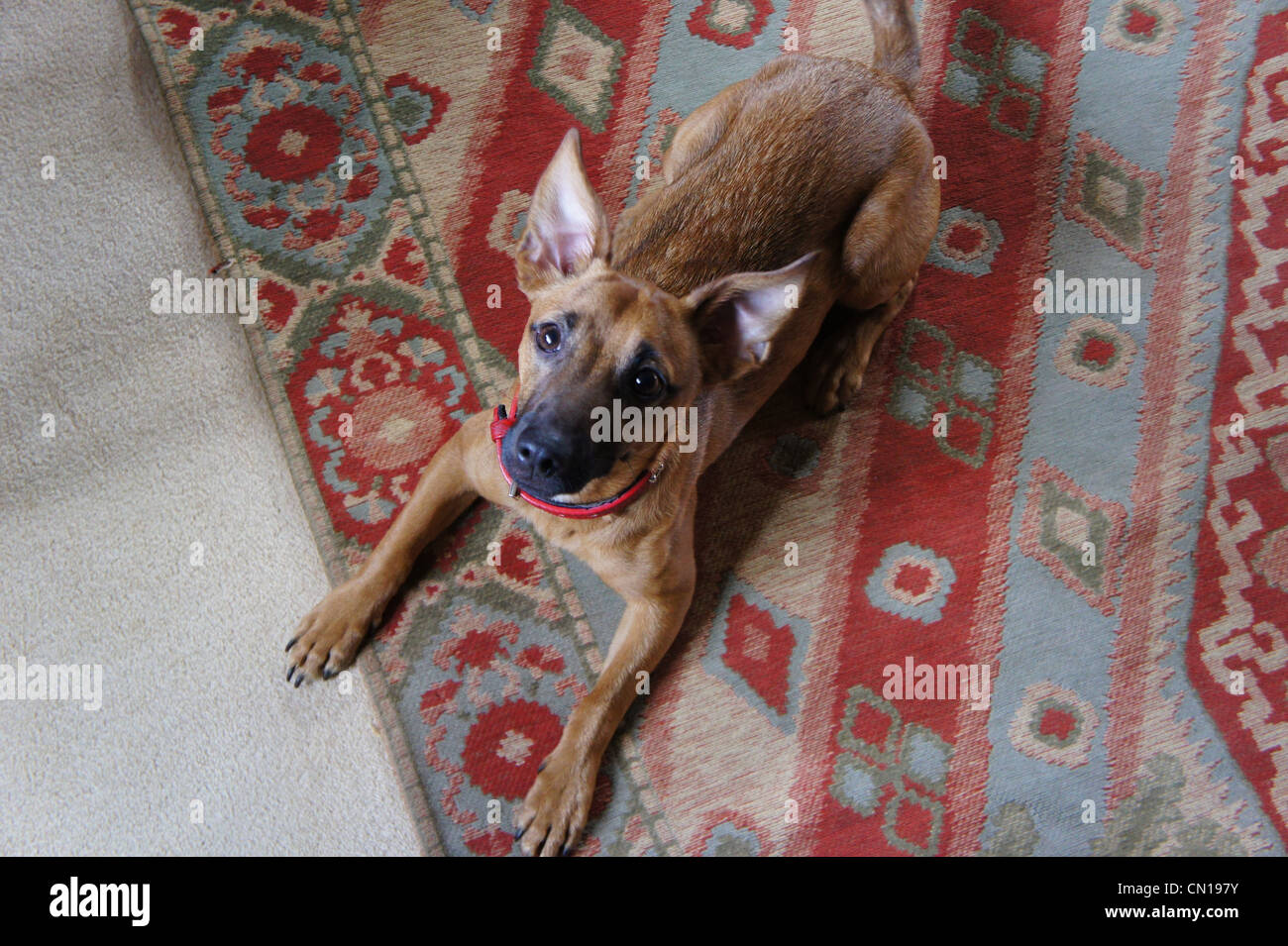 SONY DSC, mélange de terrier chihuahua chien couché Banque D'Images