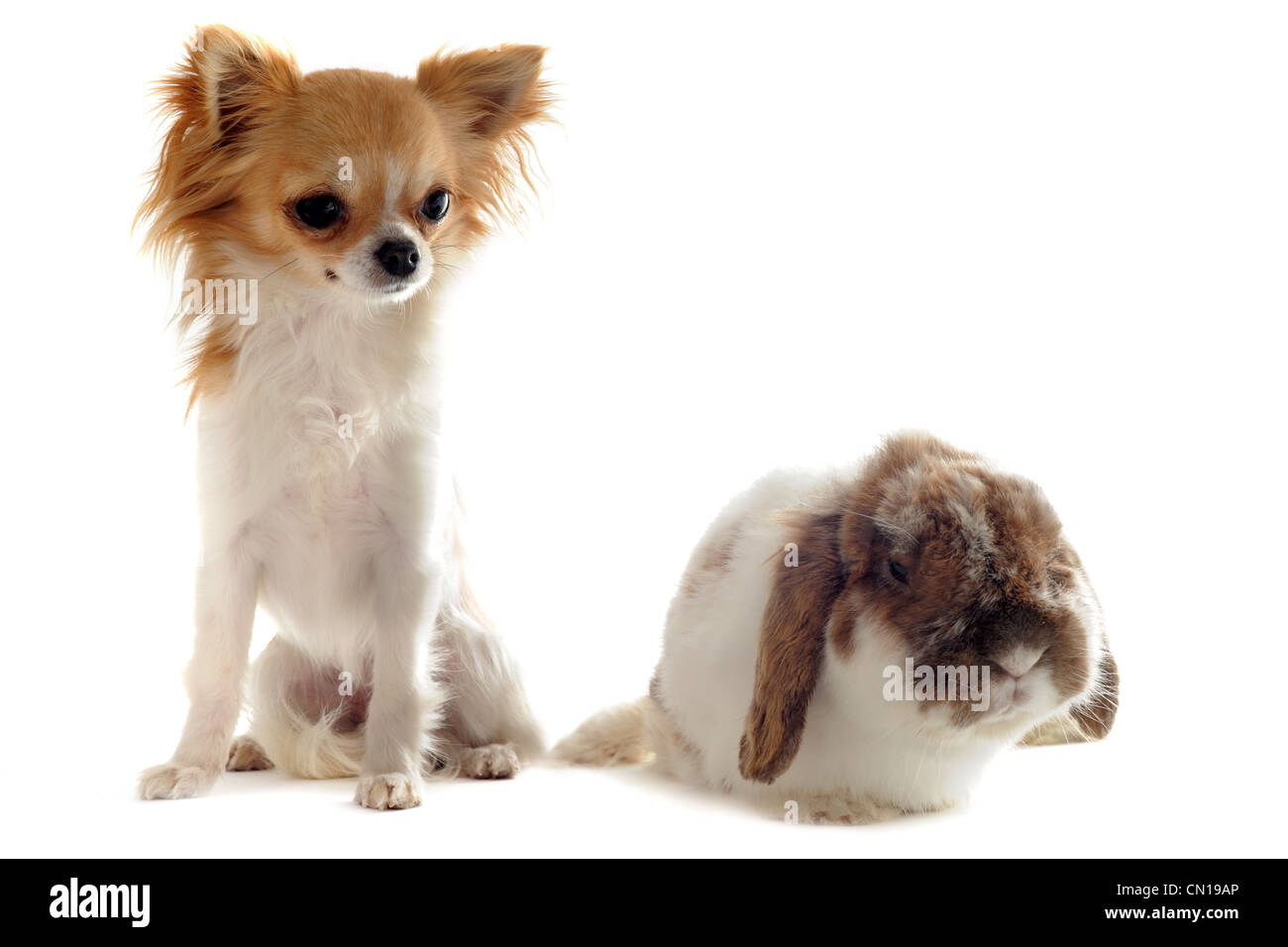 Portrait of a cute chiot de race chihuahua et Bunny in front of white background Banque D'Images