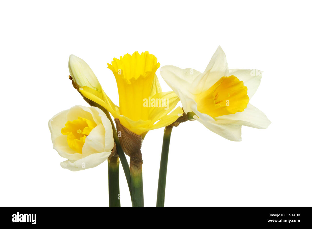 Blanc et jaune jonquille fleurs et bourgeons isolés contre white Banque D'Images