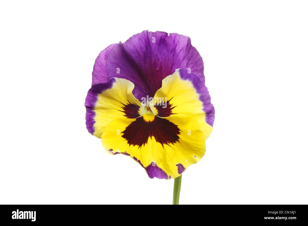 Violet et jaune pansy flower isolated on white Banque D'Images