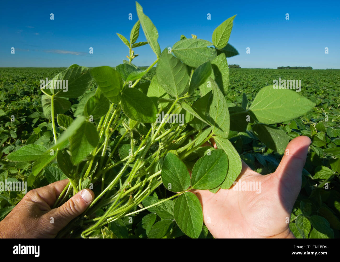 Hand holding plants de soja, près de Dugald (Manitoba) Banque D'Images