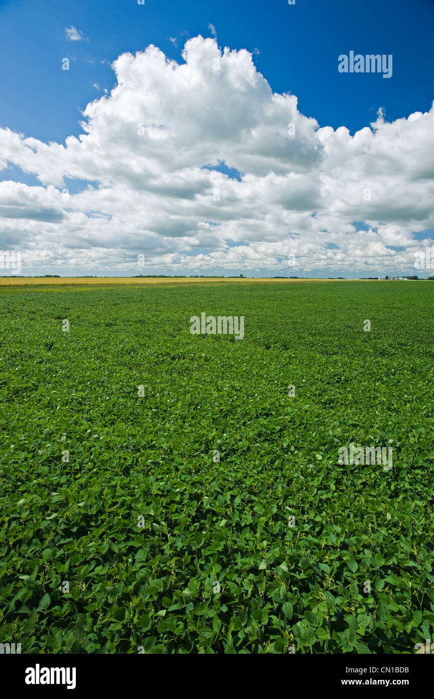 La croissance mi-champ de soya et le ciel rempli de nuages près de Dugald (Manitoba) Banque D'Images
